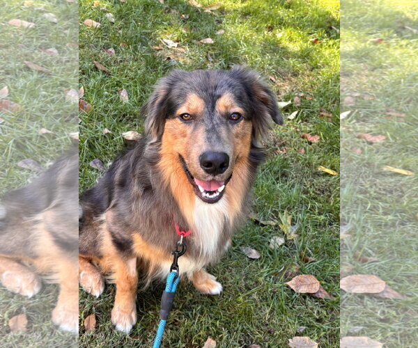 Medium Photo #3 Australian Shepherd Puppy For Sale in Holly Springs, NC, USA
