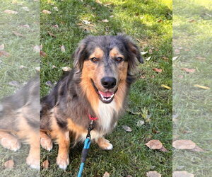 Loki - Male Australian Shepherd Dog for Adoption - Photo #3