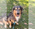 Small Photo #3 Australian Shepherd Puppy For Sale in Holly Springs, NC, USA