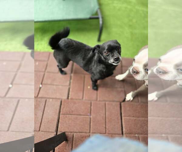 Medium Photo #10 Chihuahua Puppy For Sale in Sandy, UT, USA