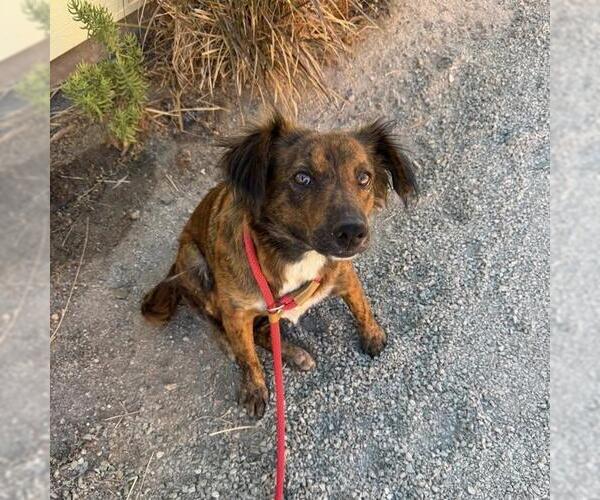 Medium Photo #2 Australian Shepherd-Collie Mix Puppy For Sale in San Diego, CA, USA