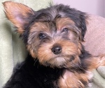 Small Photo #9 Yorkshire Terrier Puppy For Sale in MIAMI, FL, USA