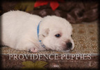 Small Photo #8 West Highland White Terrier Puppy For Sale in COPPOCK, IA, USA