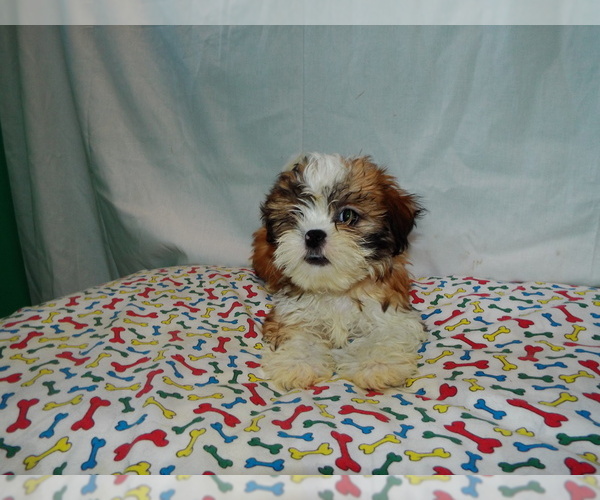 Medium Photo #2 Shih Tzu Puppy For Sale in PATERSON, NJ, USA