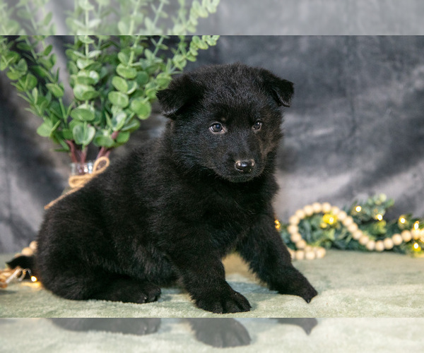 Medium Photo #12 German Shepherd Dog Puppy For Sale in SHIPSHEWANA, IN, USA