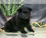 Small Photo #12 German Shepherd Dog Puppy For Sale in SHIPSHEWANA, IN, USA