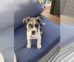 Small #10 American Staffordshire Terrier-Siberian Husky Mix