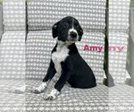 Small Border Collie