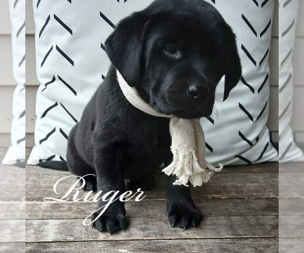 Medium Photo #4 Labrador Retriever Puppy For Sale in APPLE CREEK, OH, USA