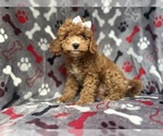 Small #3 Cavapoo