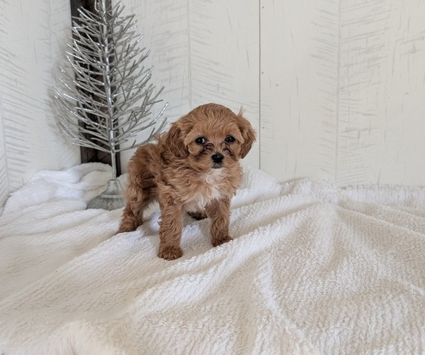 Medium Photo #10 Cavapoo (Miniature) Puppy For Sale in GOSHEN, IN, USA