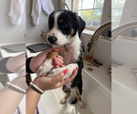 Small #1 Border Collie Mix