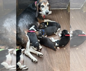 Beagle Litter for sale in LAKE VILLAGE, IN, USA