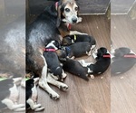 Image preview for Ad Listing. Nickname: Litter of 4