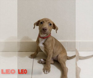 Mutt Dogs for adoption in St. Augustine, FL, USA