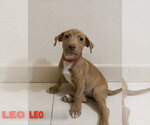 Small Mutt