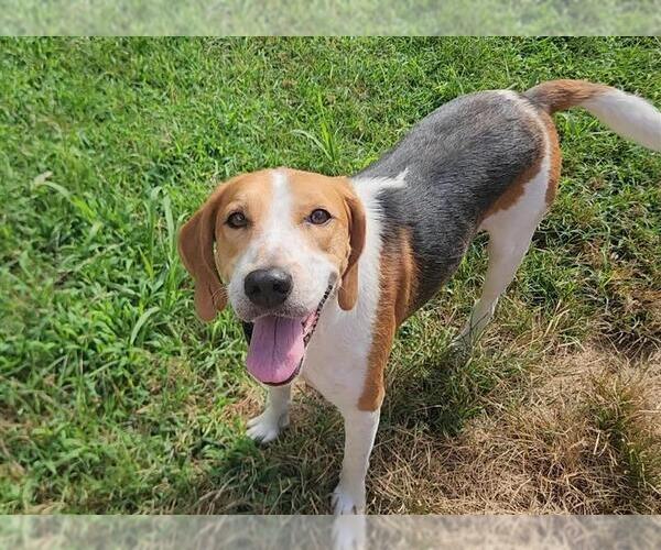 Medium Photo #12 Mutt Puppy For Sale in Murfreesboro, NC, USA