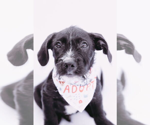 Medium Photo #7 American Staffordshire Terrier-Unknown Mix Puppy For Sale in Princeton, MN, USA