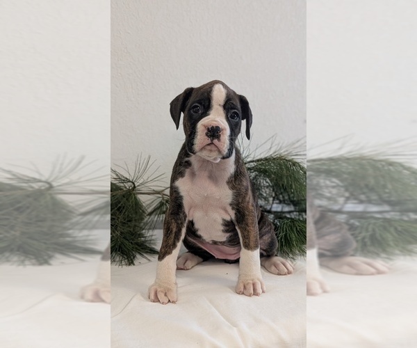 Medium Photo #8 Boxer Puppy For Sale in GOSHEN, IN, USA