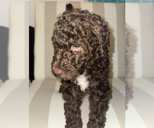 Medium Photo #1 Double Doodle Puppy For Sale in OKLAHOMA CITY, OK, USA