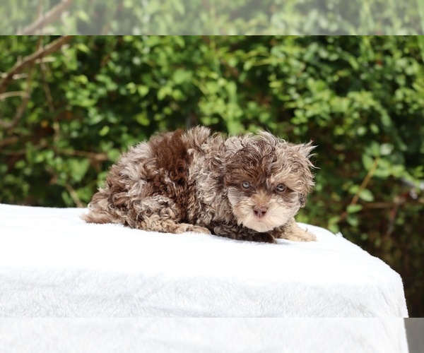 Medium Photo #13 ShihPoo Puppy For Sale in DYERSBURG, TN, USA