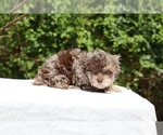 Small #12 ShihPoo