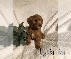 Goldendoodle-Poodle (Miniature) Mix Puppy for sale in FREDERICKSBG, OH, USA