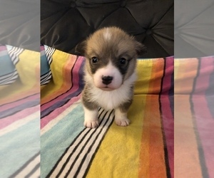 Pembroke Welsh Corgi Puppy for sale in RAMONA, OK, USA