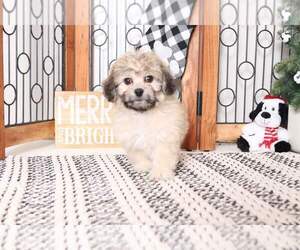 Zuchon Puppy for sale in NAPLES, FL, USA