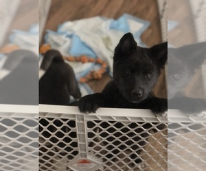 Akita Puppy for sale in HEMET, CA, USA