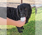Small Photo #2 Chow Chow-Unknown Mix Puppy For Sale in Grafton, WI, USA