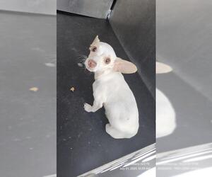 Chihuahua-Unknown Mix Dogs for adoption in San Antonio, TX, USA