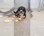 Small Bernese Mountain Dog Mix