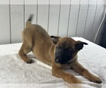 Puppy Puppy 8 Belgian Malinois