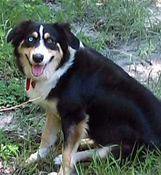 Medium Photo #1 Australian Shepherd Puppy For Sale in COOPERSTOWN, NY, USA