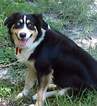 Small Photo #1 Australian Shepherd Puppy For Sale in COOPERSTOWN, NY, USA