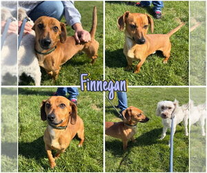 Dachshund-Unknown Mix Dogs for adoption in Pierceton , IN, USA