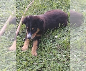Australian Shepherd Puppy for sale in TYLER, TX, USA