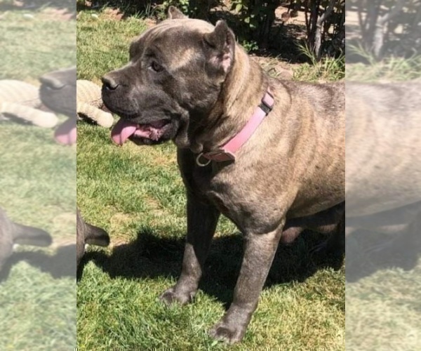 Medium Photo #1 Cane Corso Puppy For Sale in MODESTO, CA, USA
