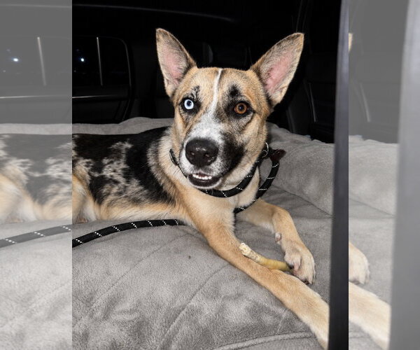 Medium Photo #7 Siberian Husky-Unknown Mix Puppy For Sale in Houston, TX, USA