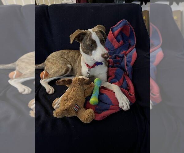 Medium Photo #5 Mutt Puppy For Sale in Oak Bluffs, MA, USA