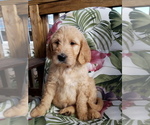Small Photo #13 Goldendoodle Puppy For Sale in PROSPECT, VA, USA