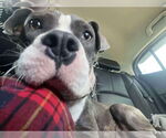 Small #1 American Pit Bull Terrier Mix