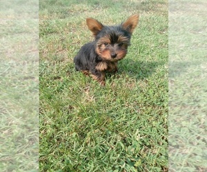 Yorkshire Terrier Puppy for sale in MATTHEWS, NC, USA