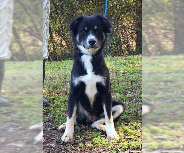 Medium Photo #4 Australian Shepherd-Unknown Mix Puppy For Sale in Wetumpka, AL, USA