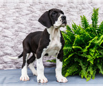 Small #2 Great Dane