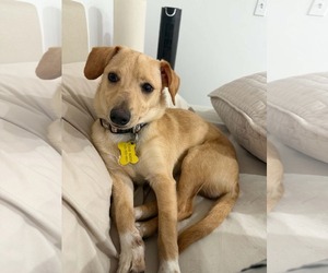 Breadstick - Male Chiweenie Dog for Adoption - Photo #11