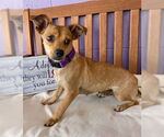 Small #1 Chihuahua Mix