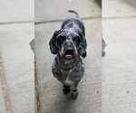 Small #5 Australian Shepherd Mix