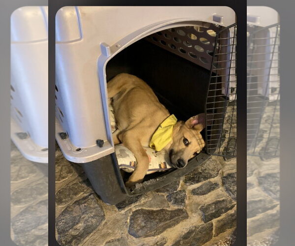 Medium Photo #4 Australian Shepherd-Unknown Mix Puppy For Sale in Lindsay, CA, USA